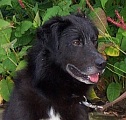 Boston at the park