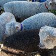 Lambs in the fold