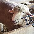 What am I doing here? Baa!
