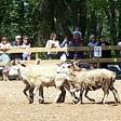 The sheep dog at work